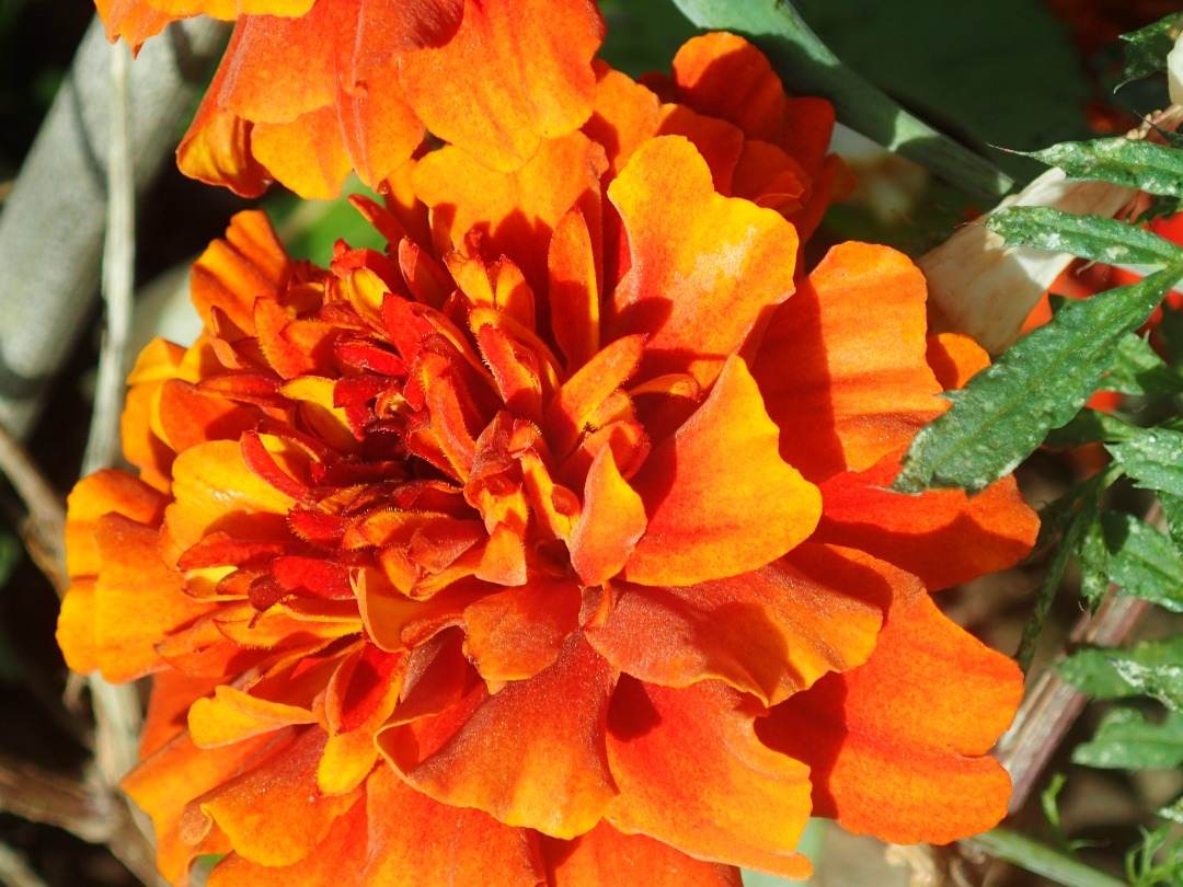 PB170581.JPG