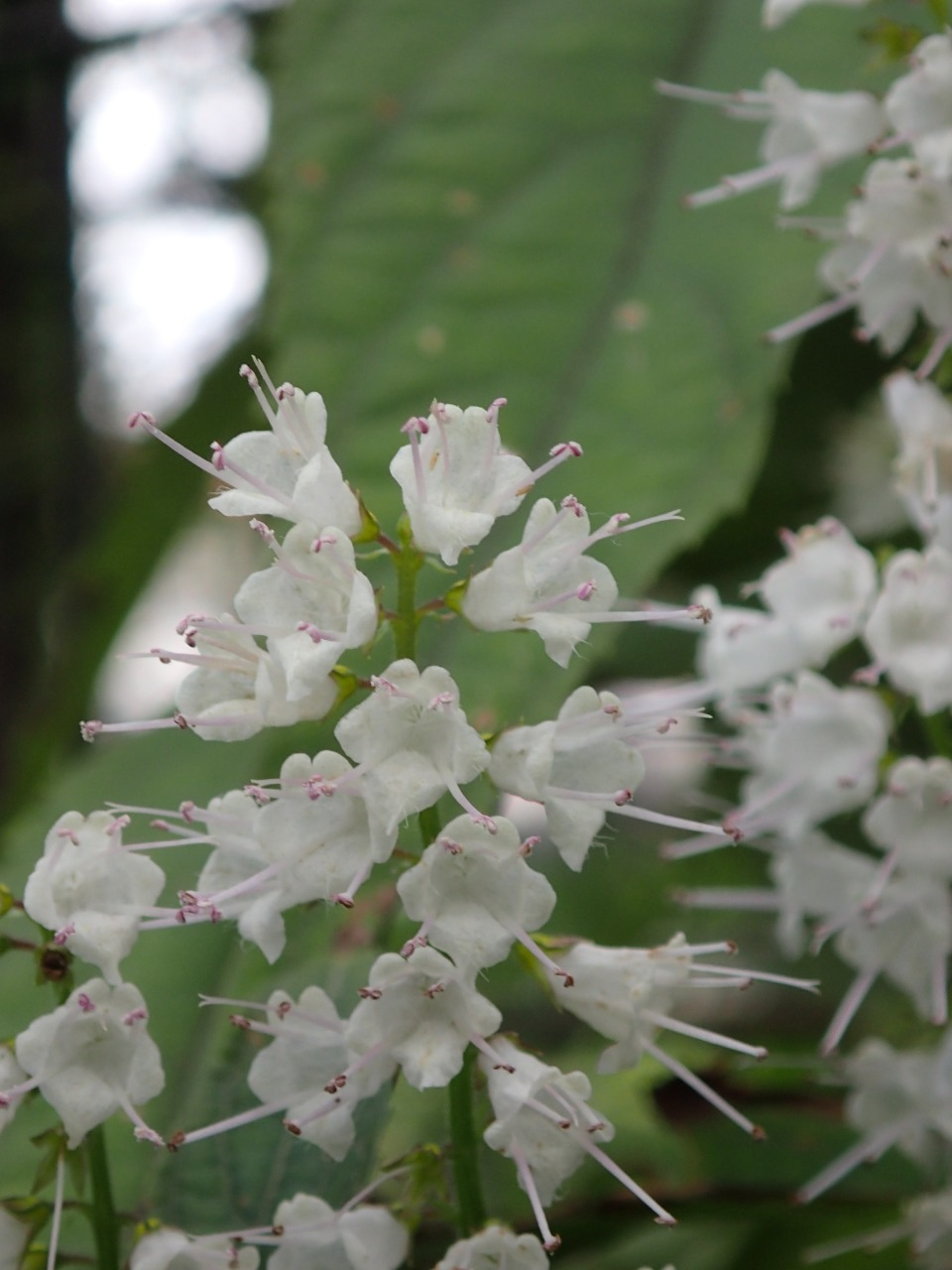 PA120627.JPG