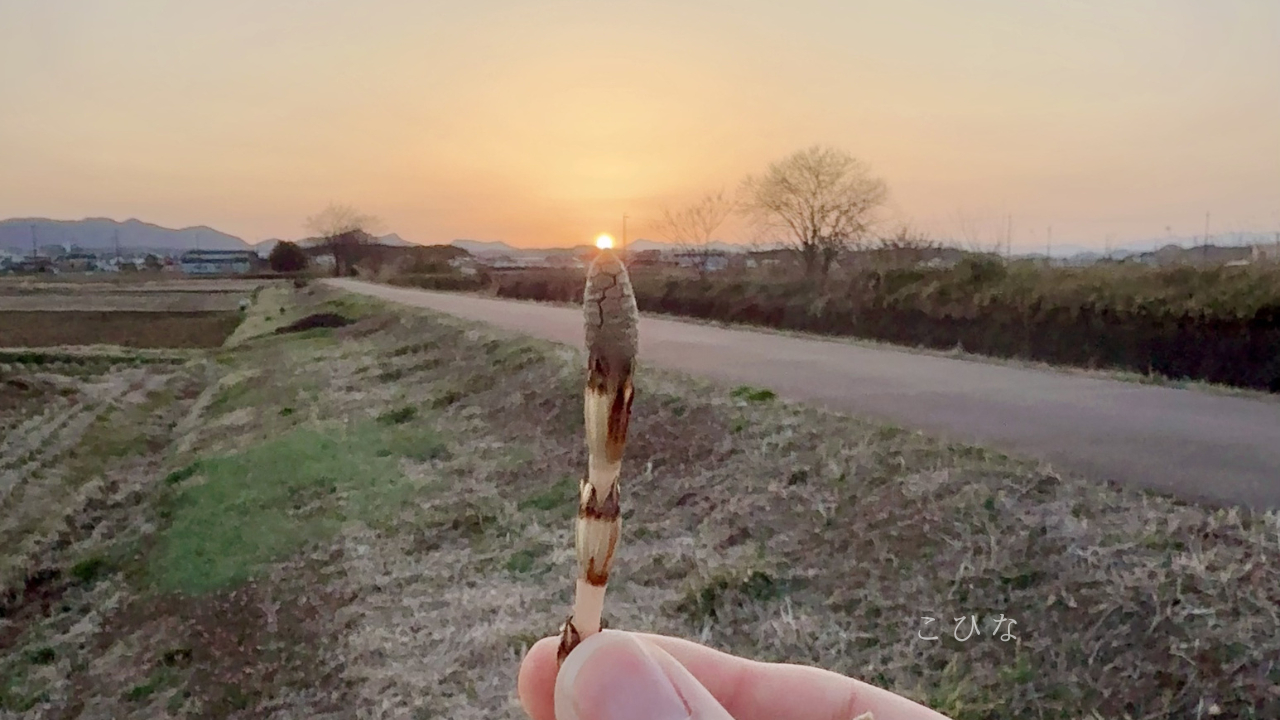 いのちいろ - 5.png