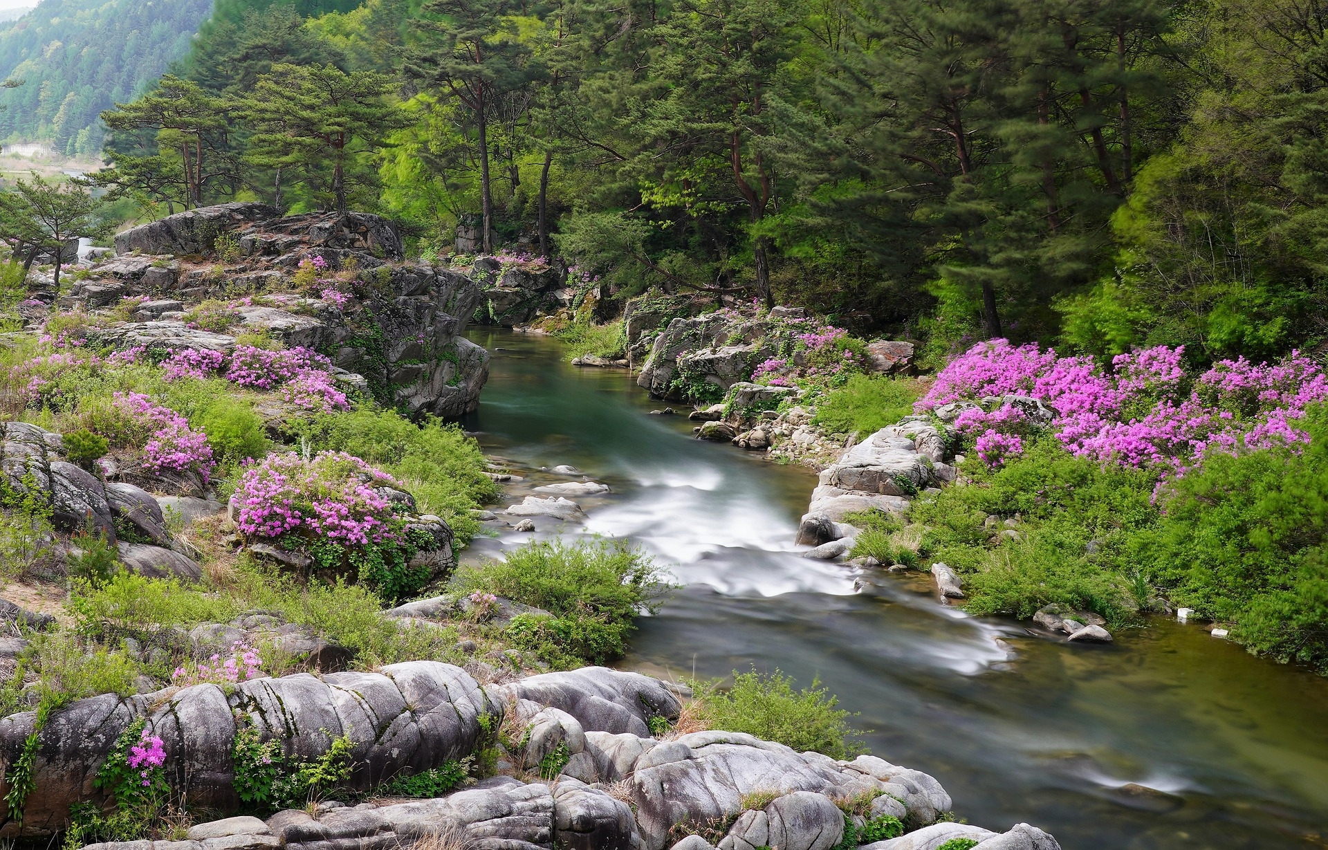 ajs1980518-azalea-5162523_1920.jpg