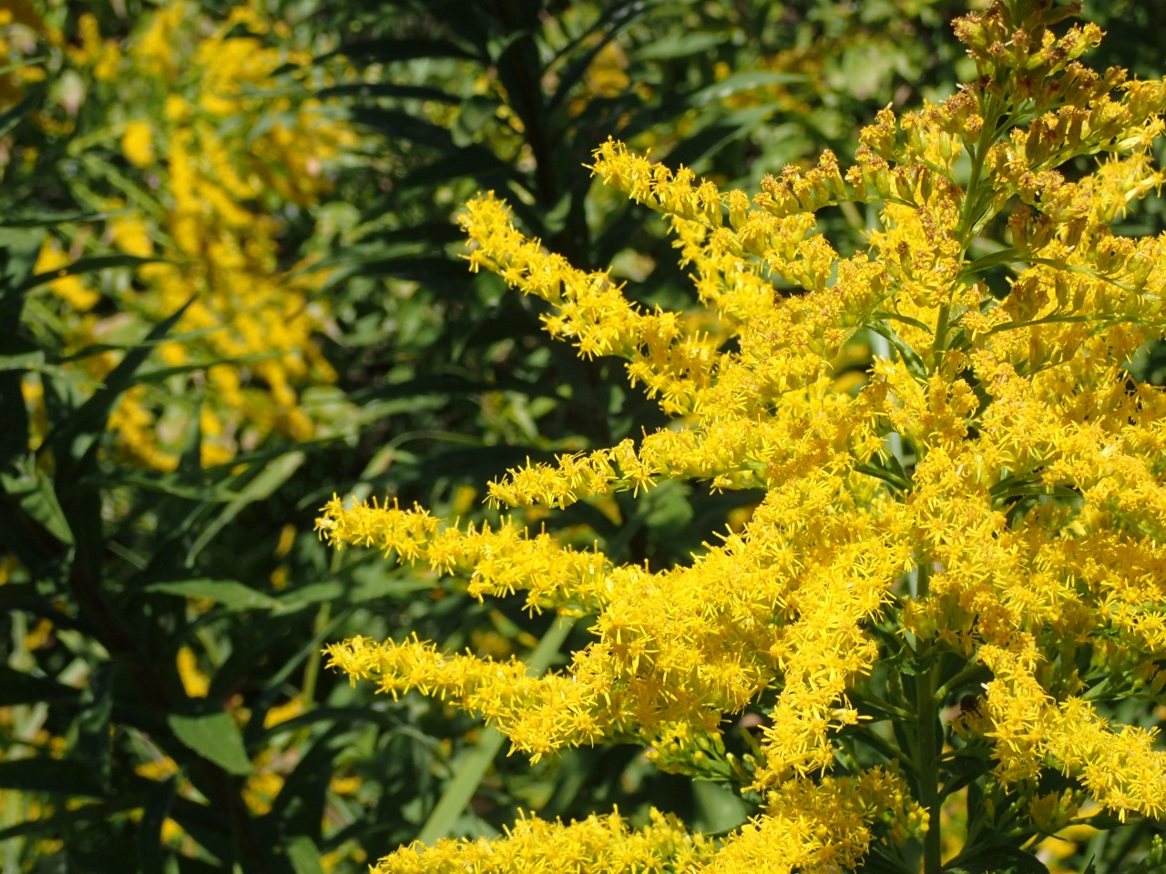PA220571.JPG
