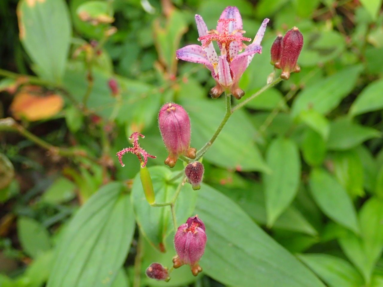 PA261199.JPG