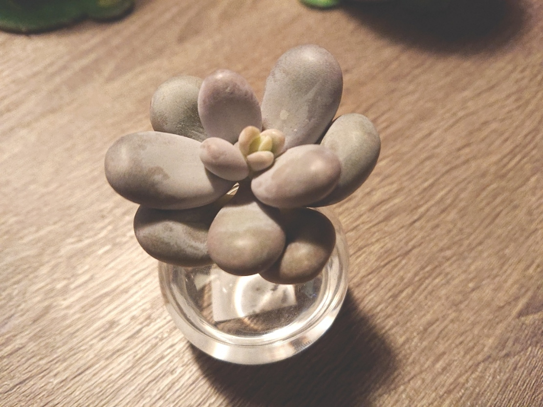 moonstone.jpg