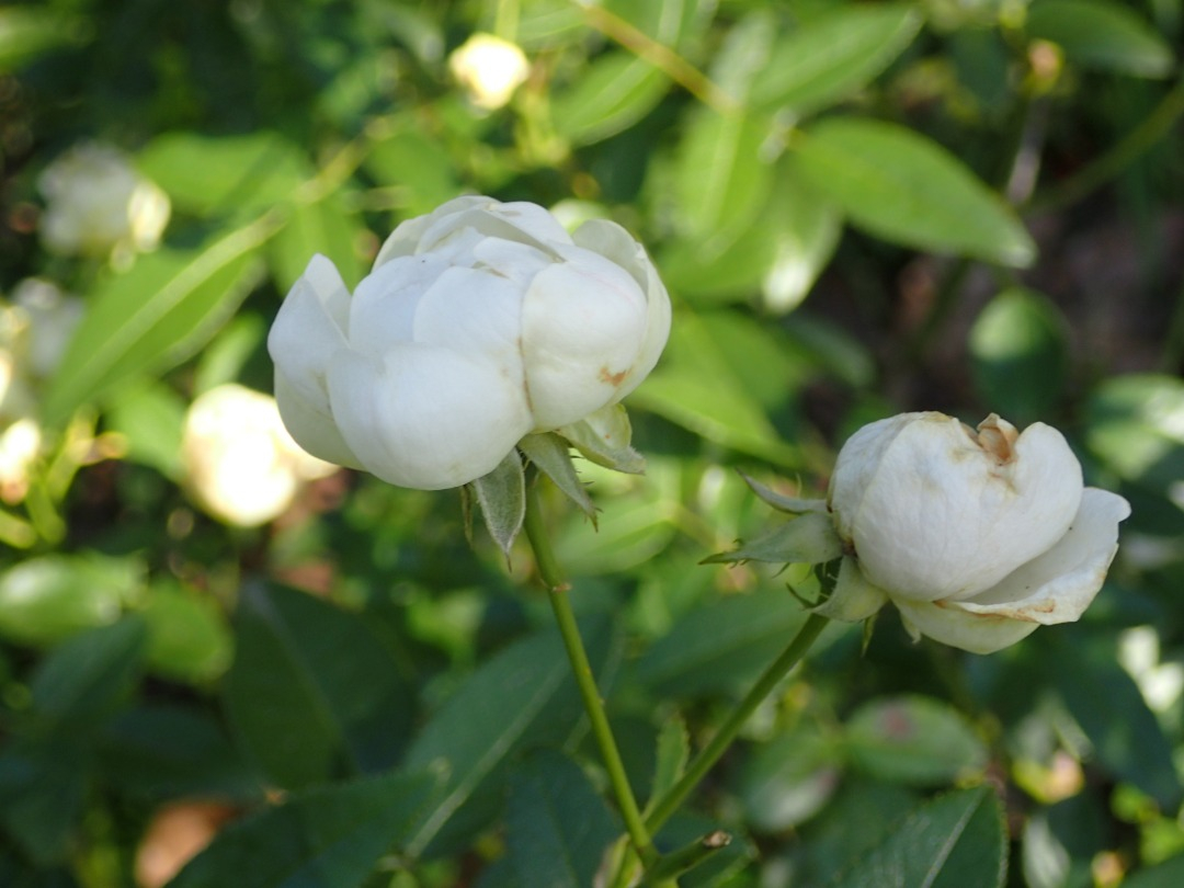 PB160120.JPG