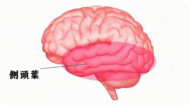 側頭葉.jpg