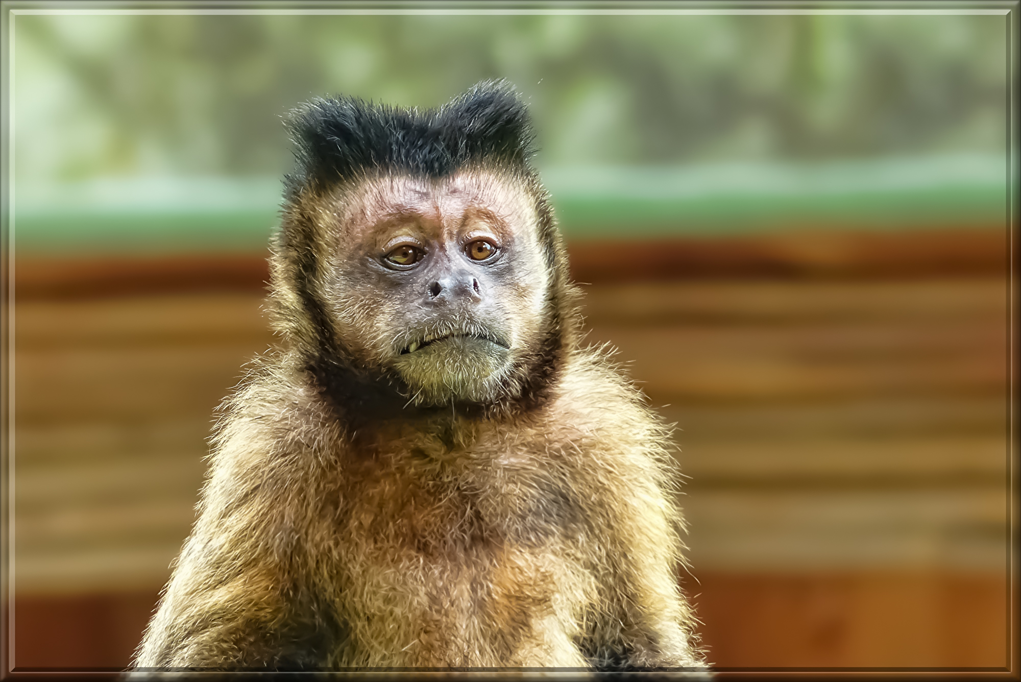 animal-world-3134166.jpg