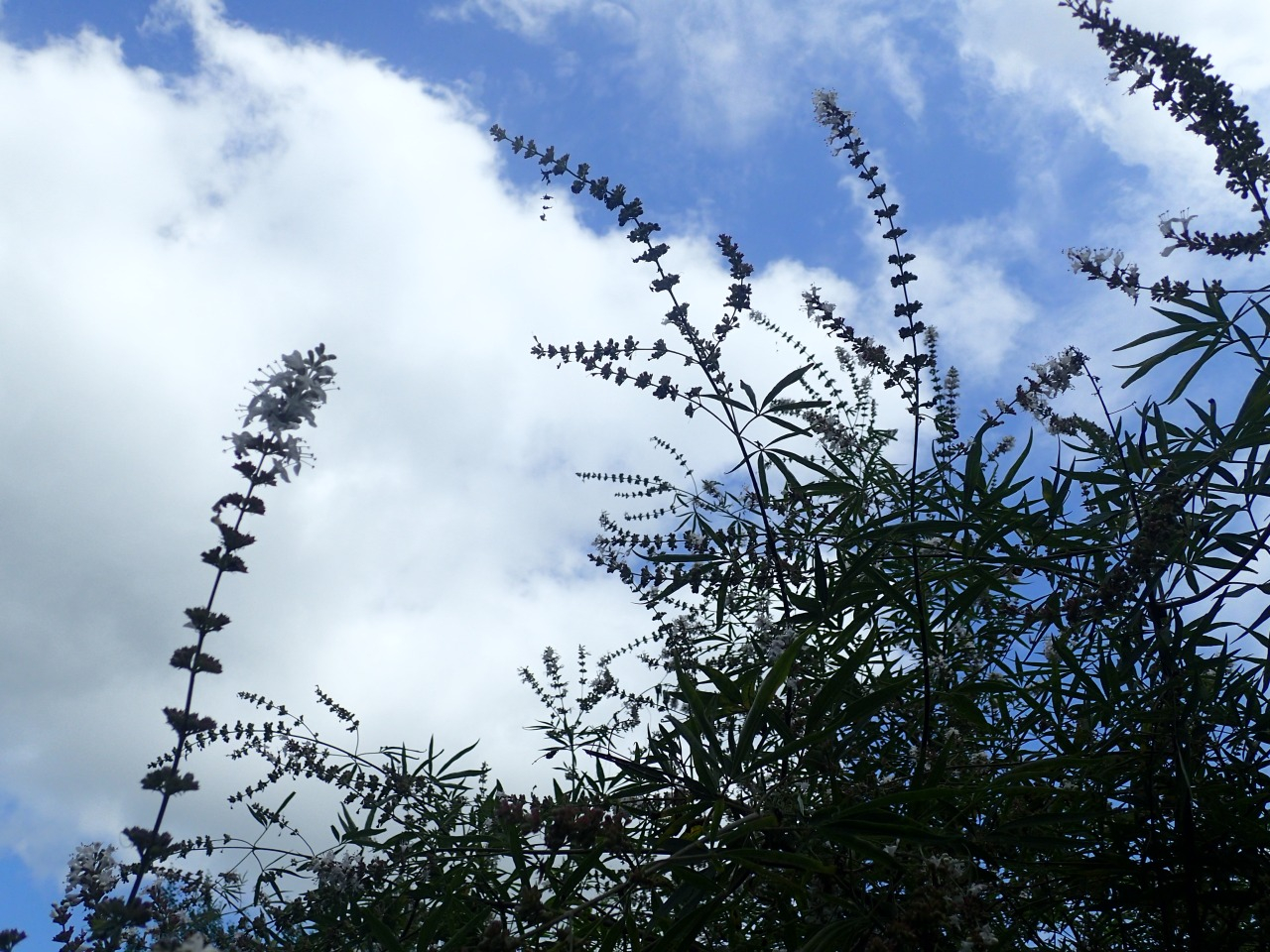 P7220515.JPG
