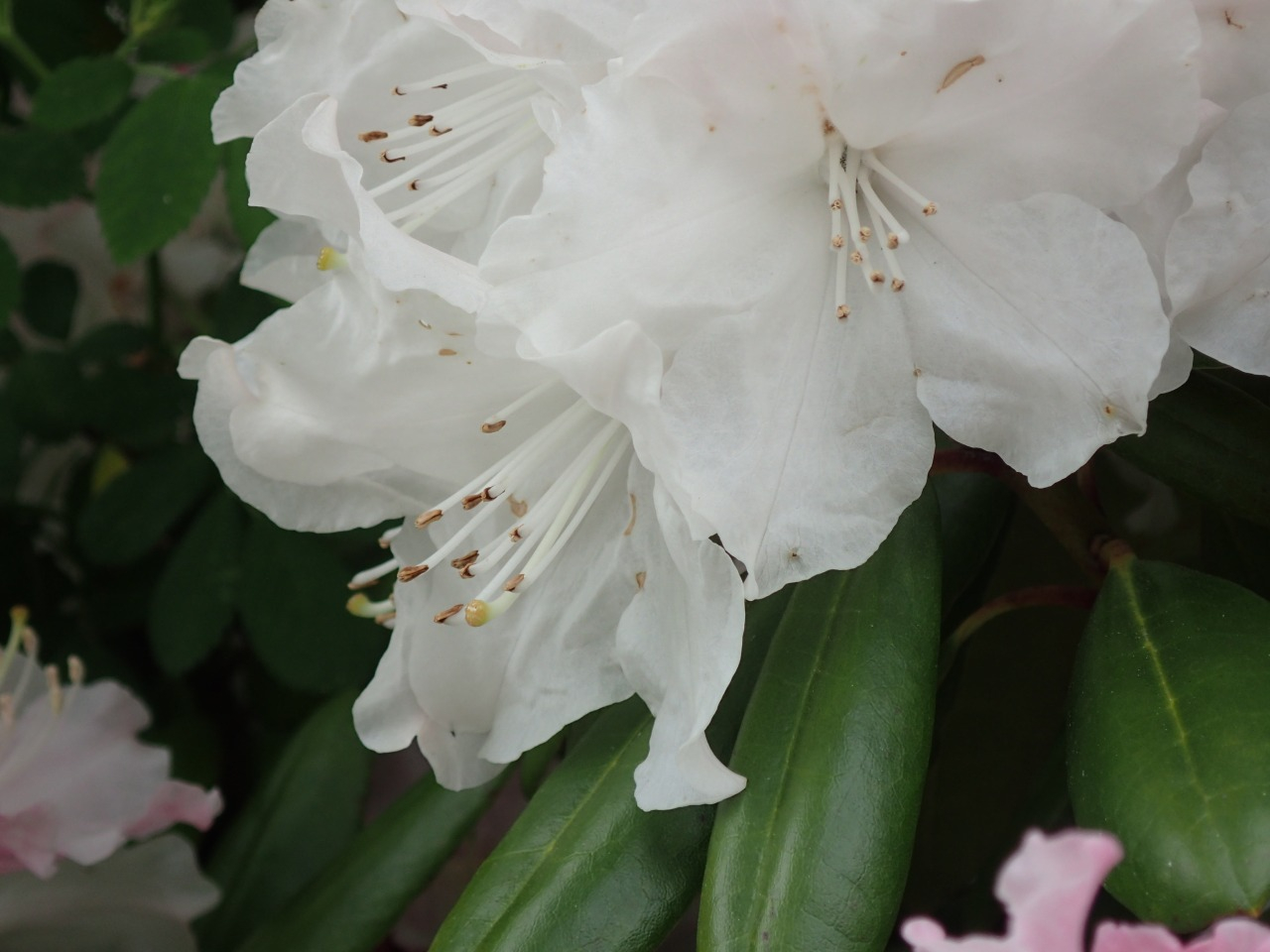 P4201444.JPG