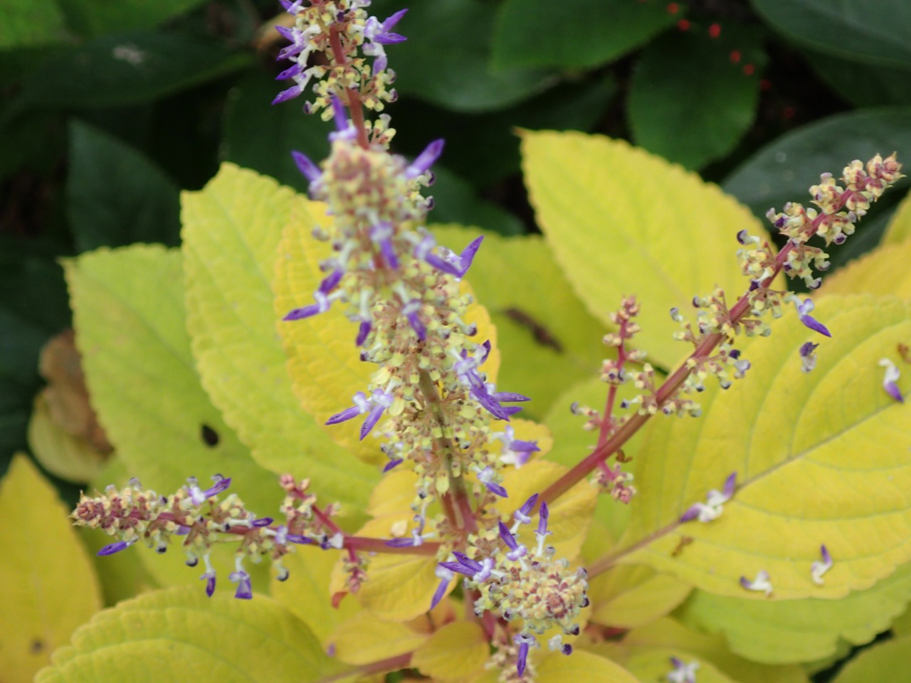 PA120726.JPG