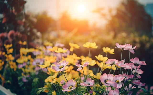 cosmos-1587514_640.jpg