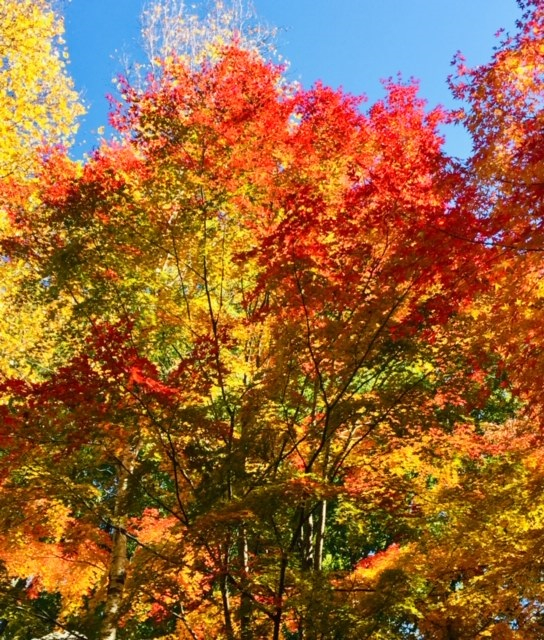 ５紅葉.jpg