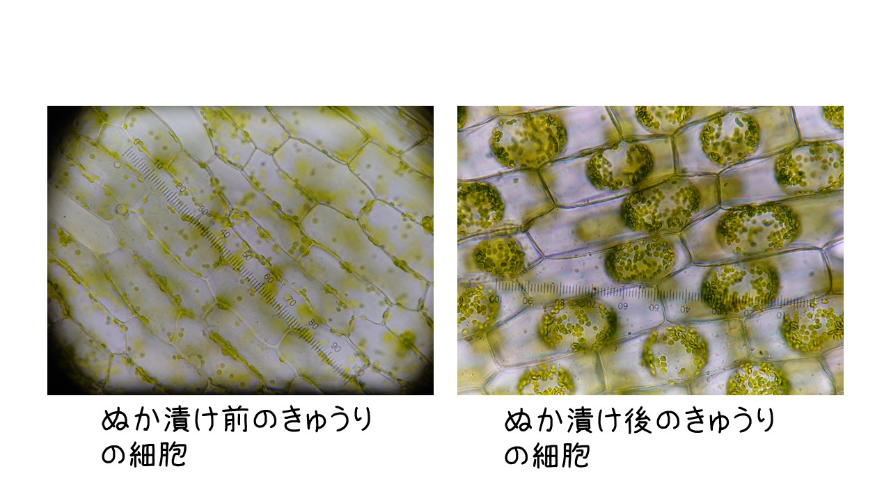 細胞の様子スライド.jpg