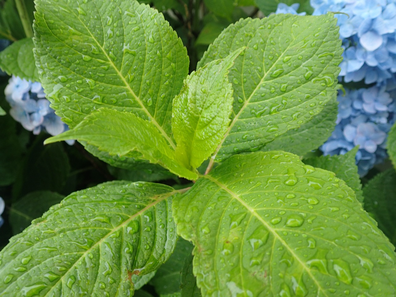 P6110437.JPG