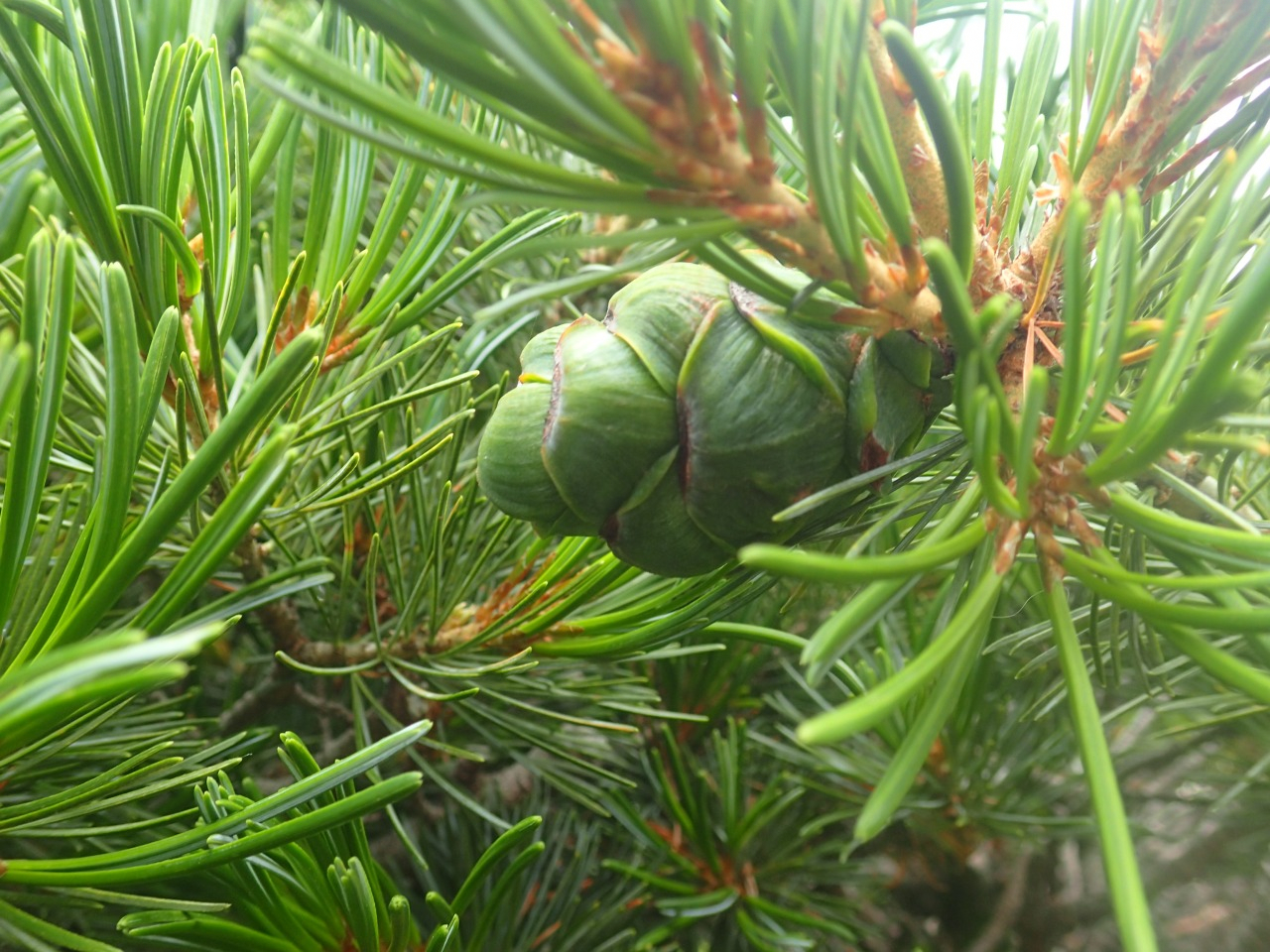 P6100561.JPG