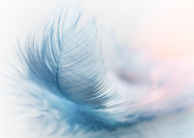 feather-3010848_640 (1).jpg