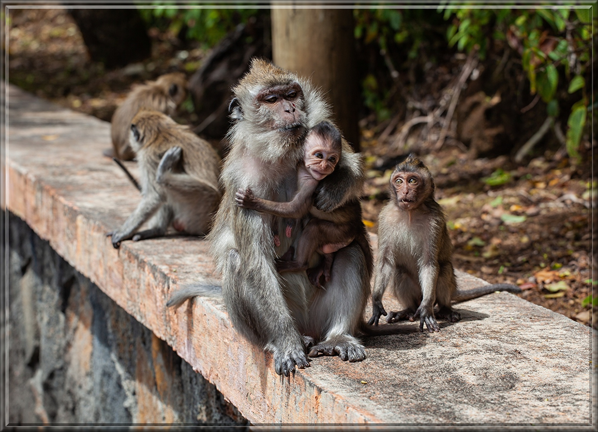 long-tailed-macaque-4501437.jpg