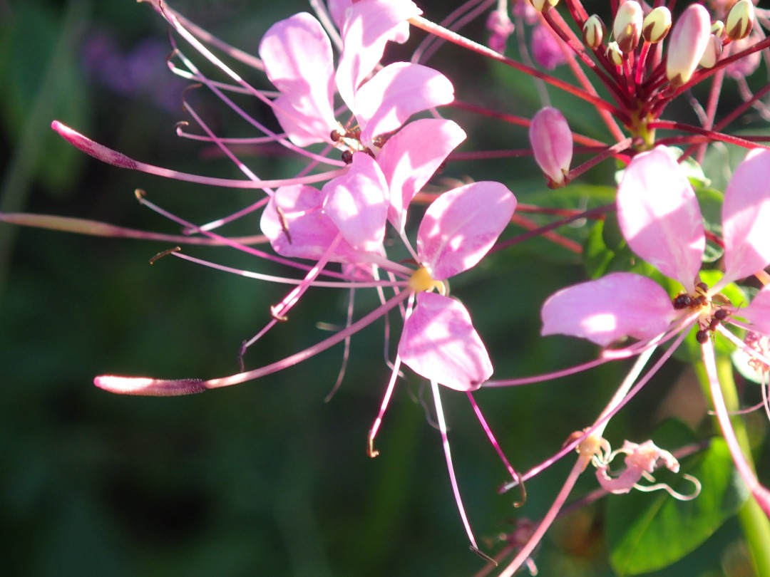 PA101358.JPG