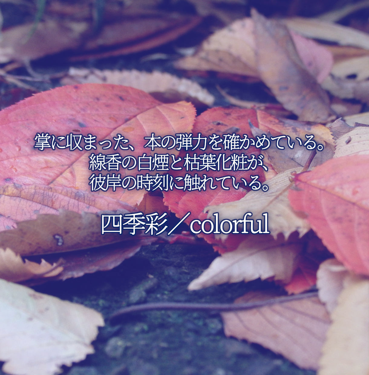 22_四季彩／colorful.png