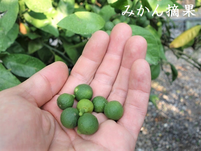 1摘果開始3.jpg