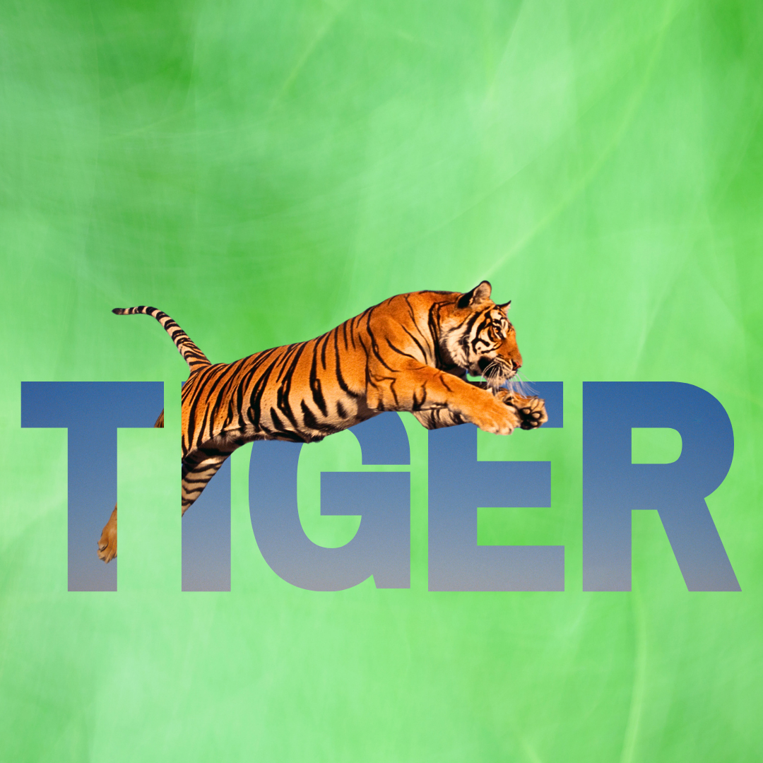 動物　虎.png