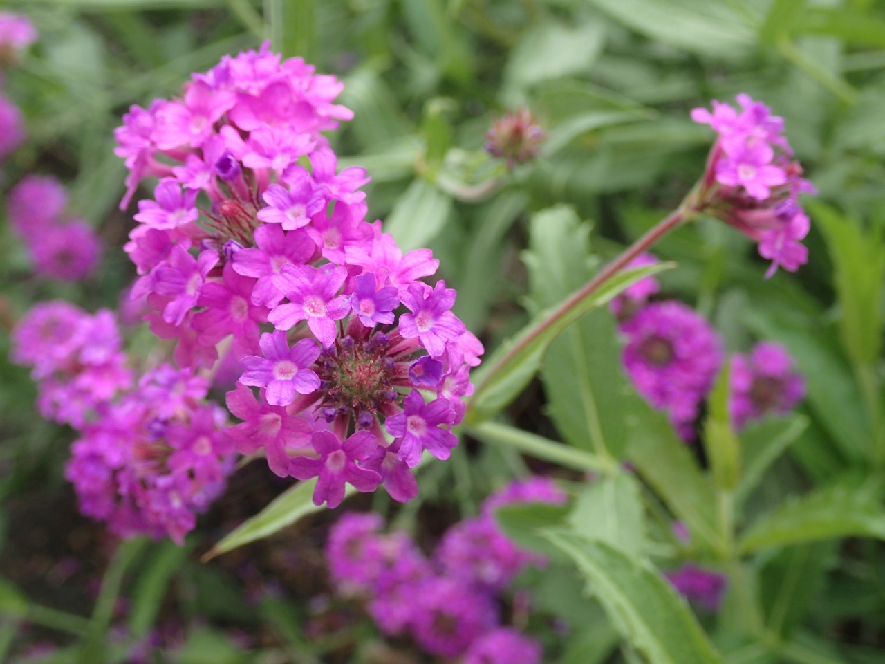PA050330.JPG