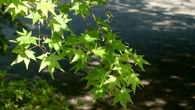26513968_s.jpg