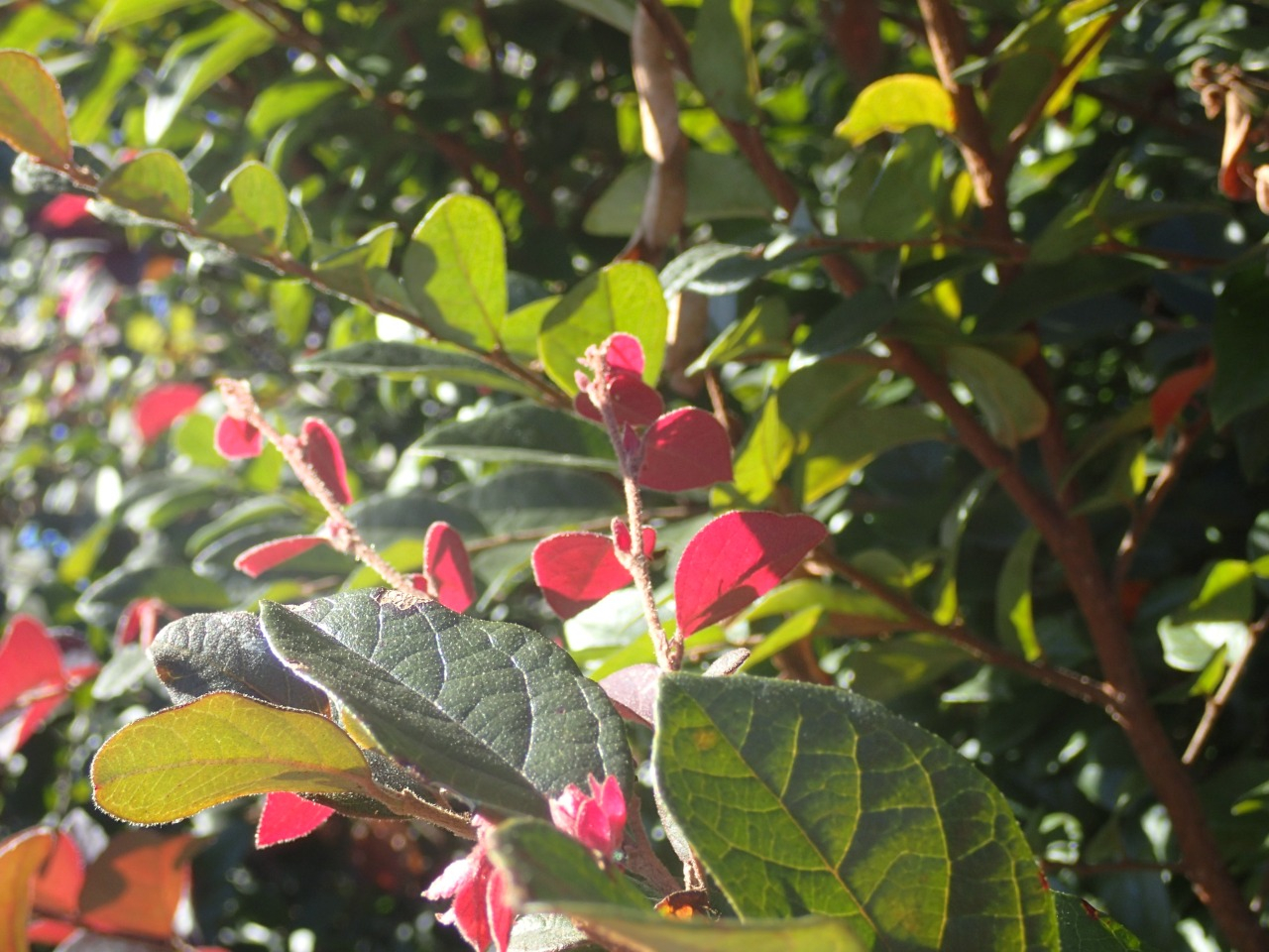 PA220739.JPG
