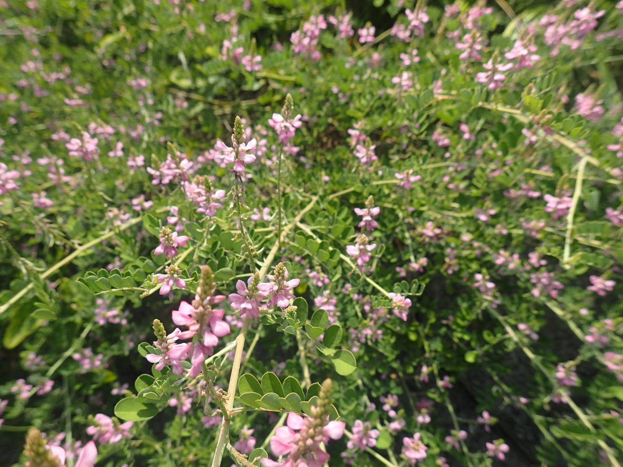 P8050810.JPG