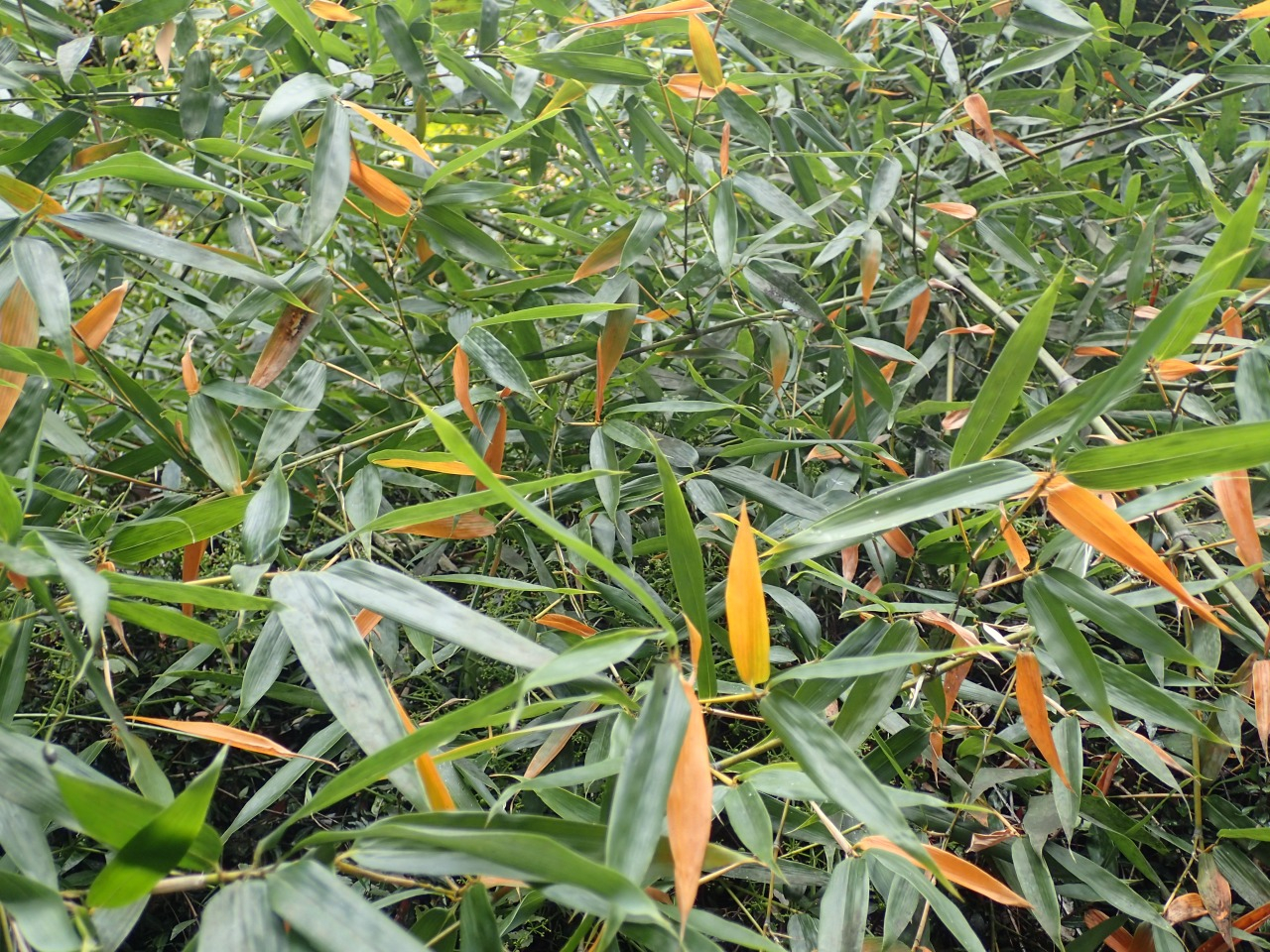 PA290334.JPG