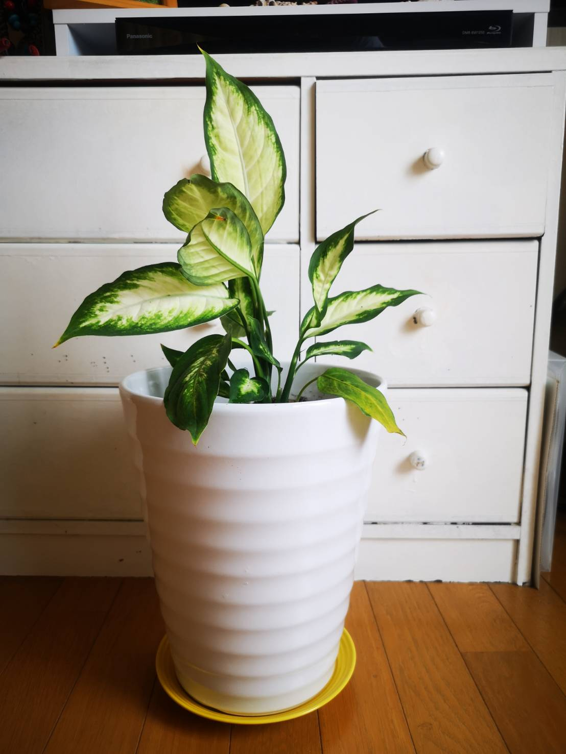 植え替え後.jpg
