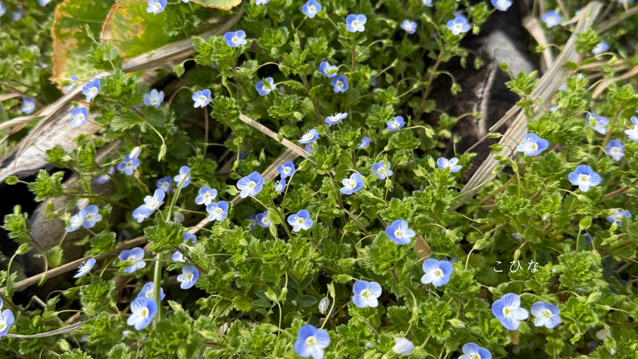 いのちいろ - 2.png