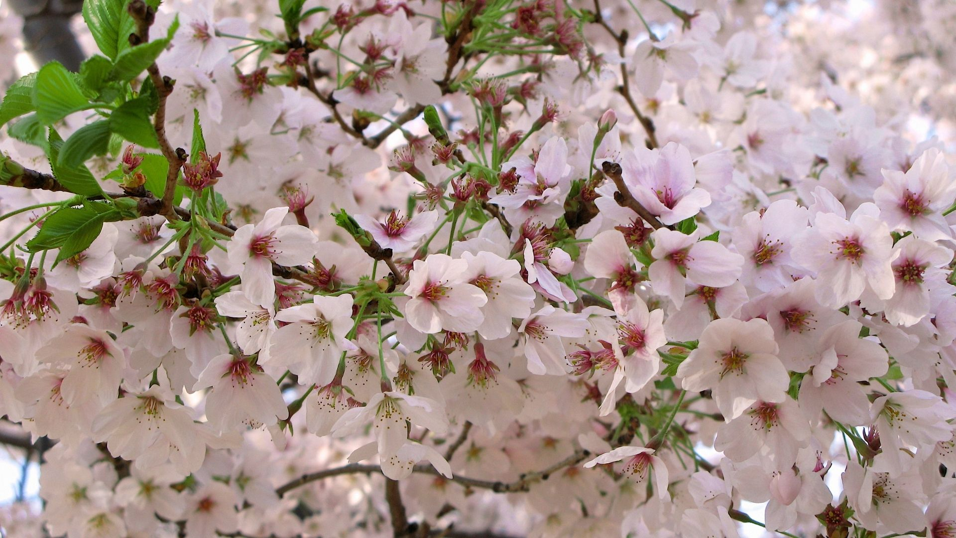 葉桜.jpg