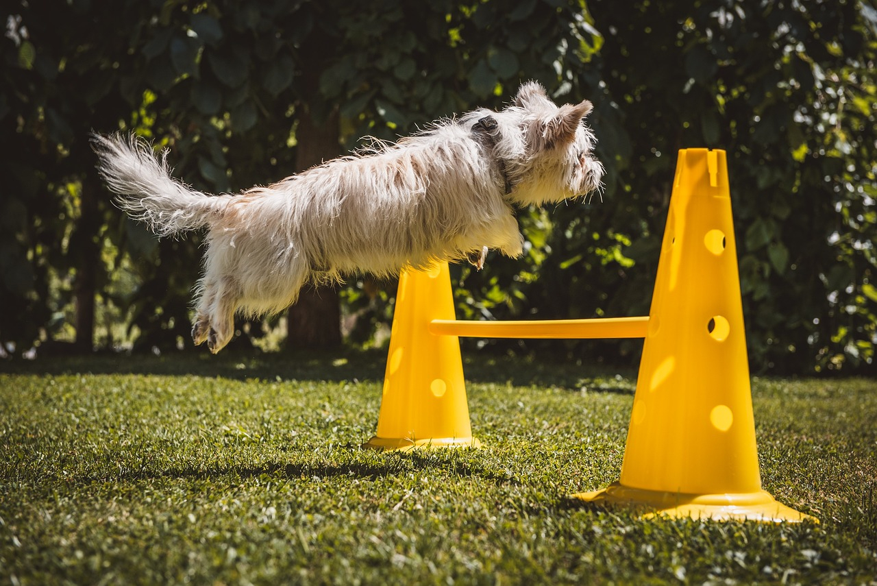 dog-7360328_1280.jpg