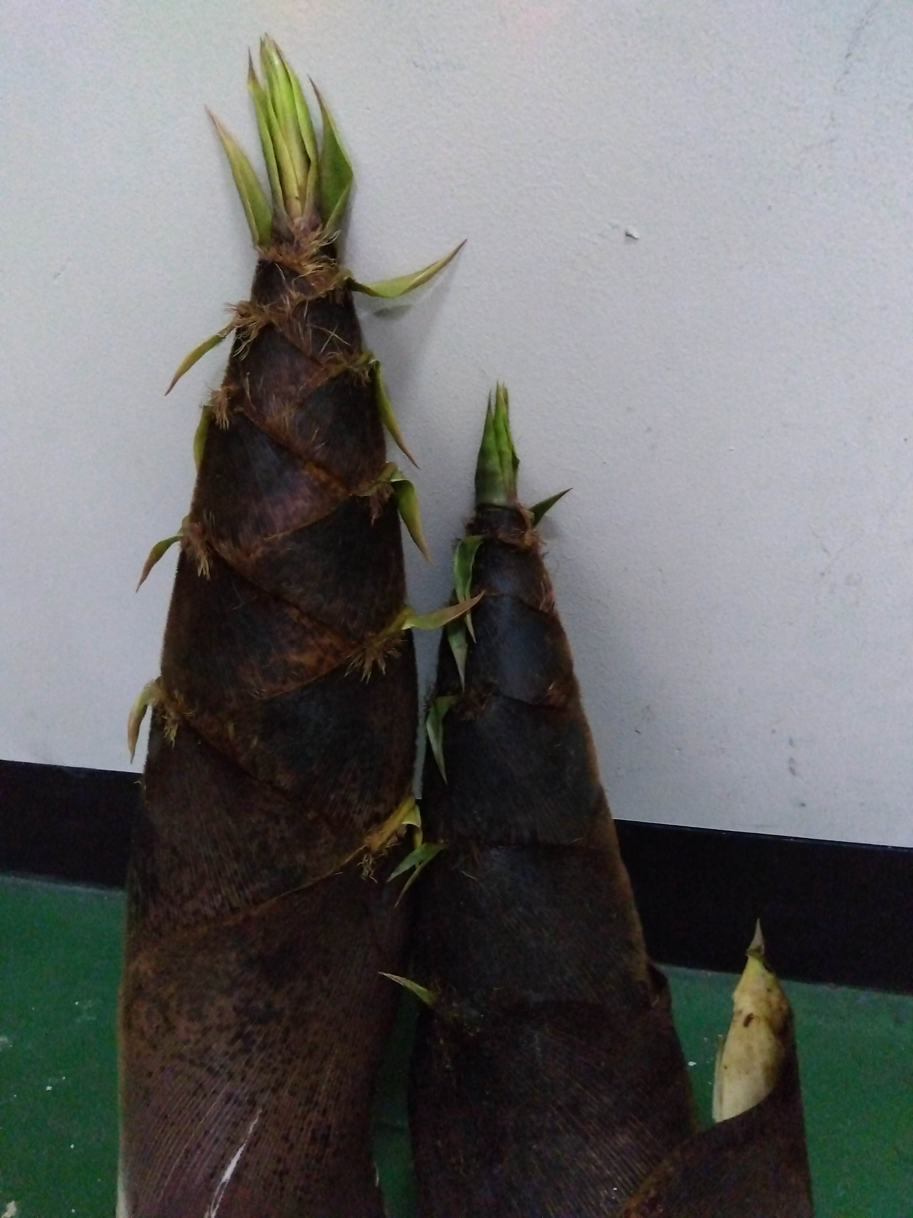 IMG_2025-04-23-16-40-56-586 (1).jpg