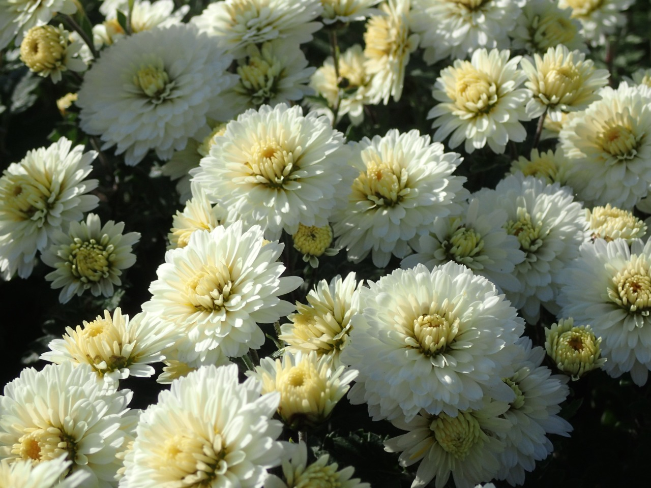 PB160844.JPG