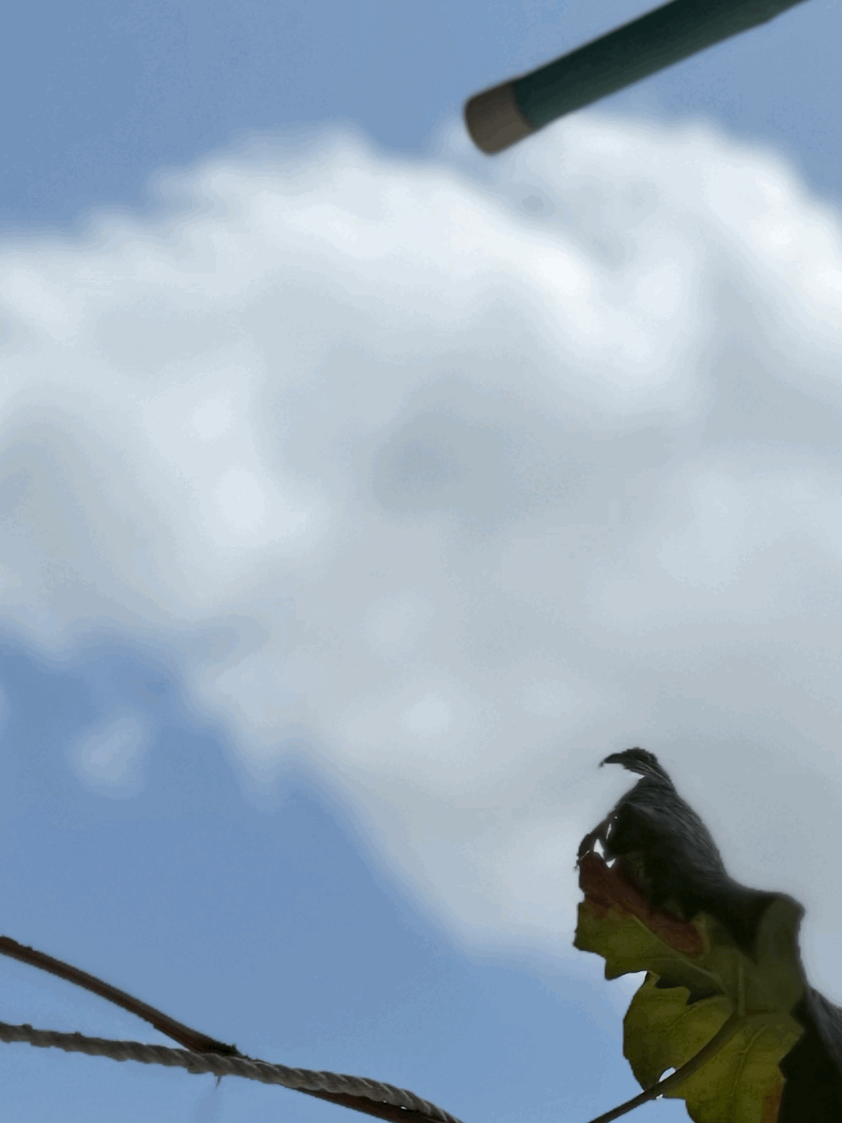 tempImage6NXF3k.gif