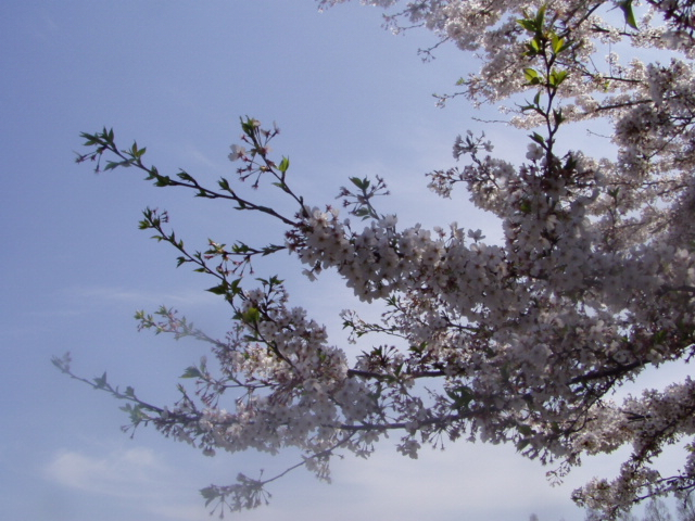 P1010160.JPG