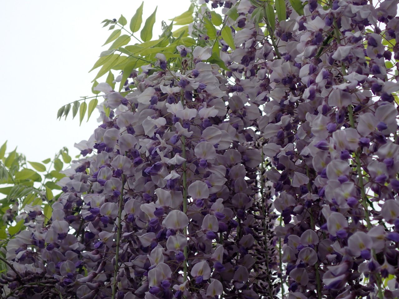 P4260270.JPG