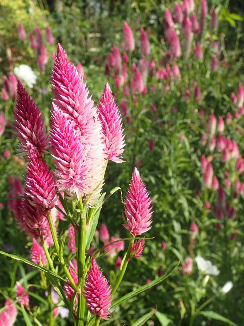 PB170063.JPG