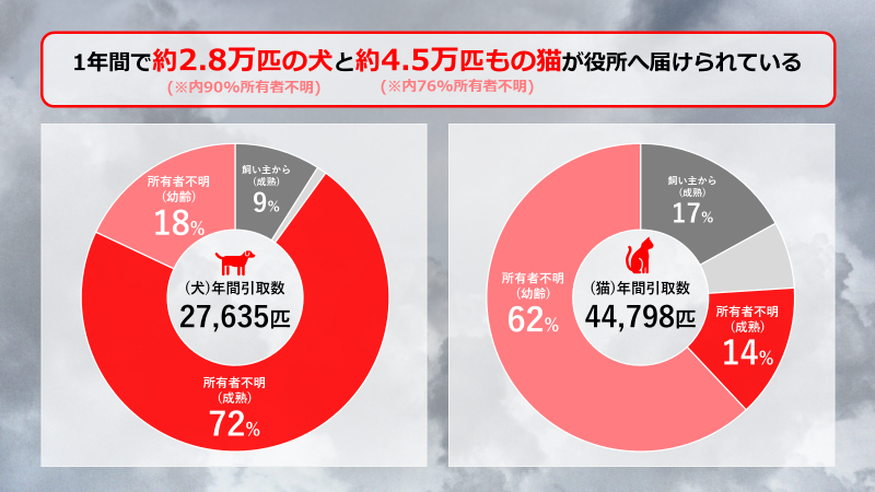 犬事例.png