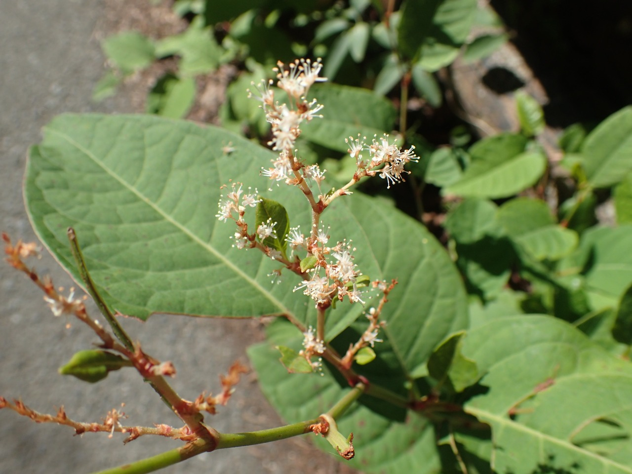 PA220366.JPG