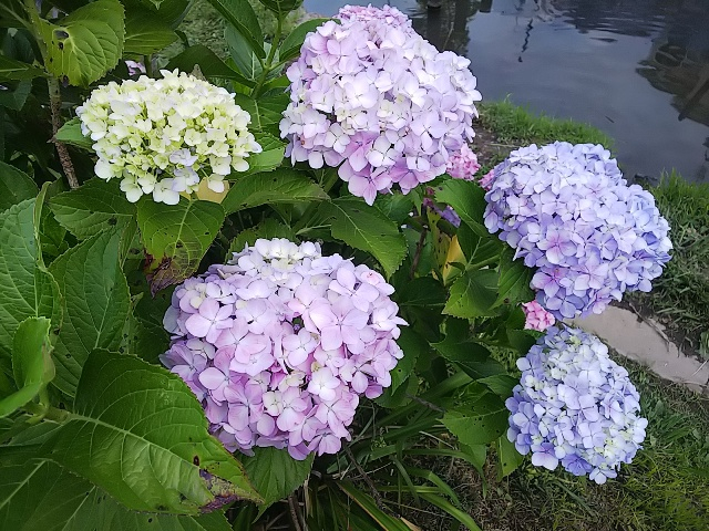 池の紫陽花3.JPG