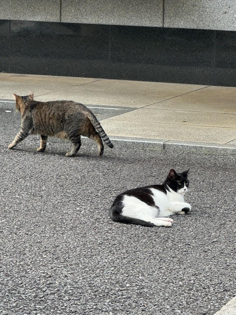 猫.jpg