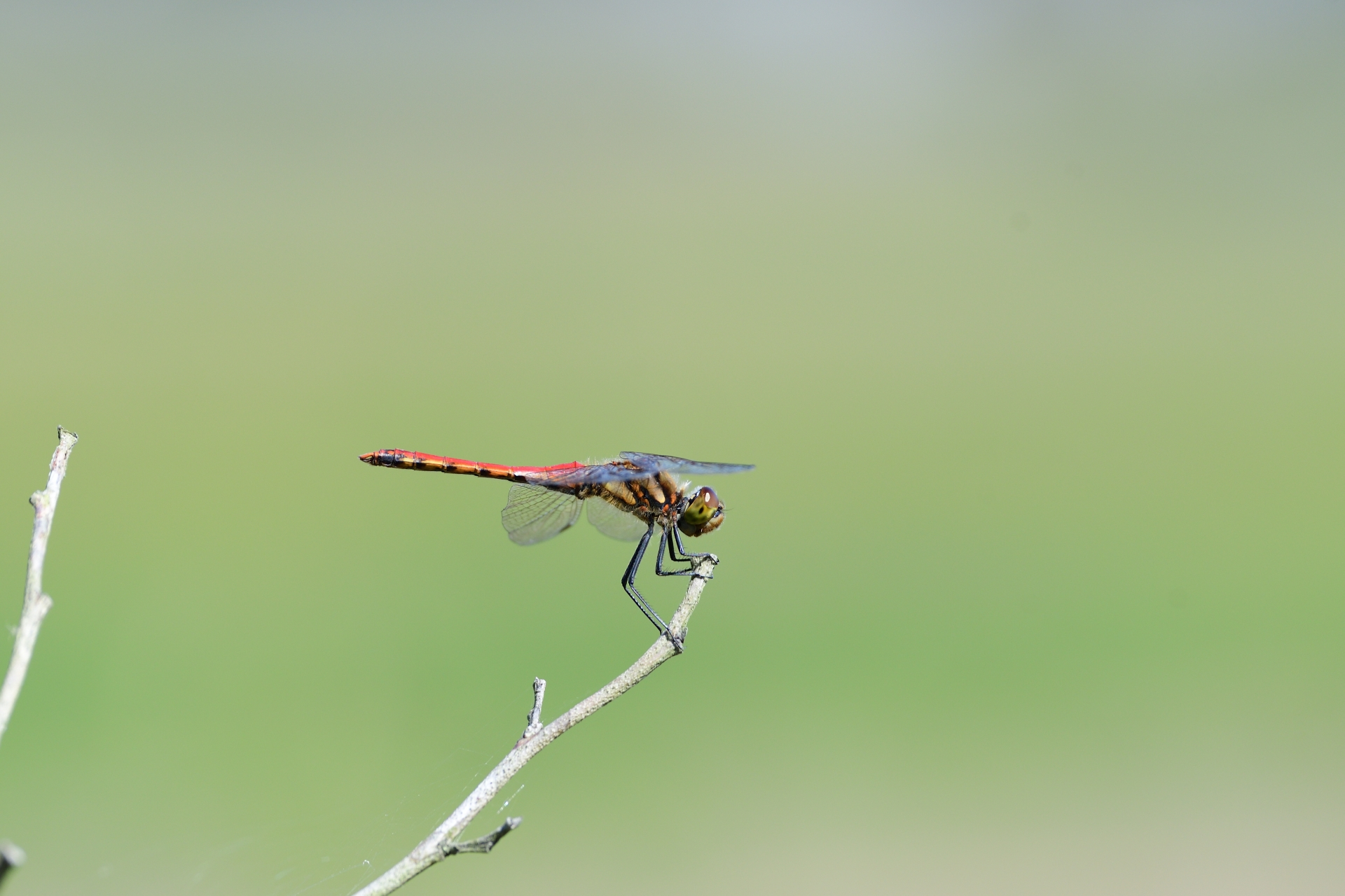 あかとんぼ.jpg