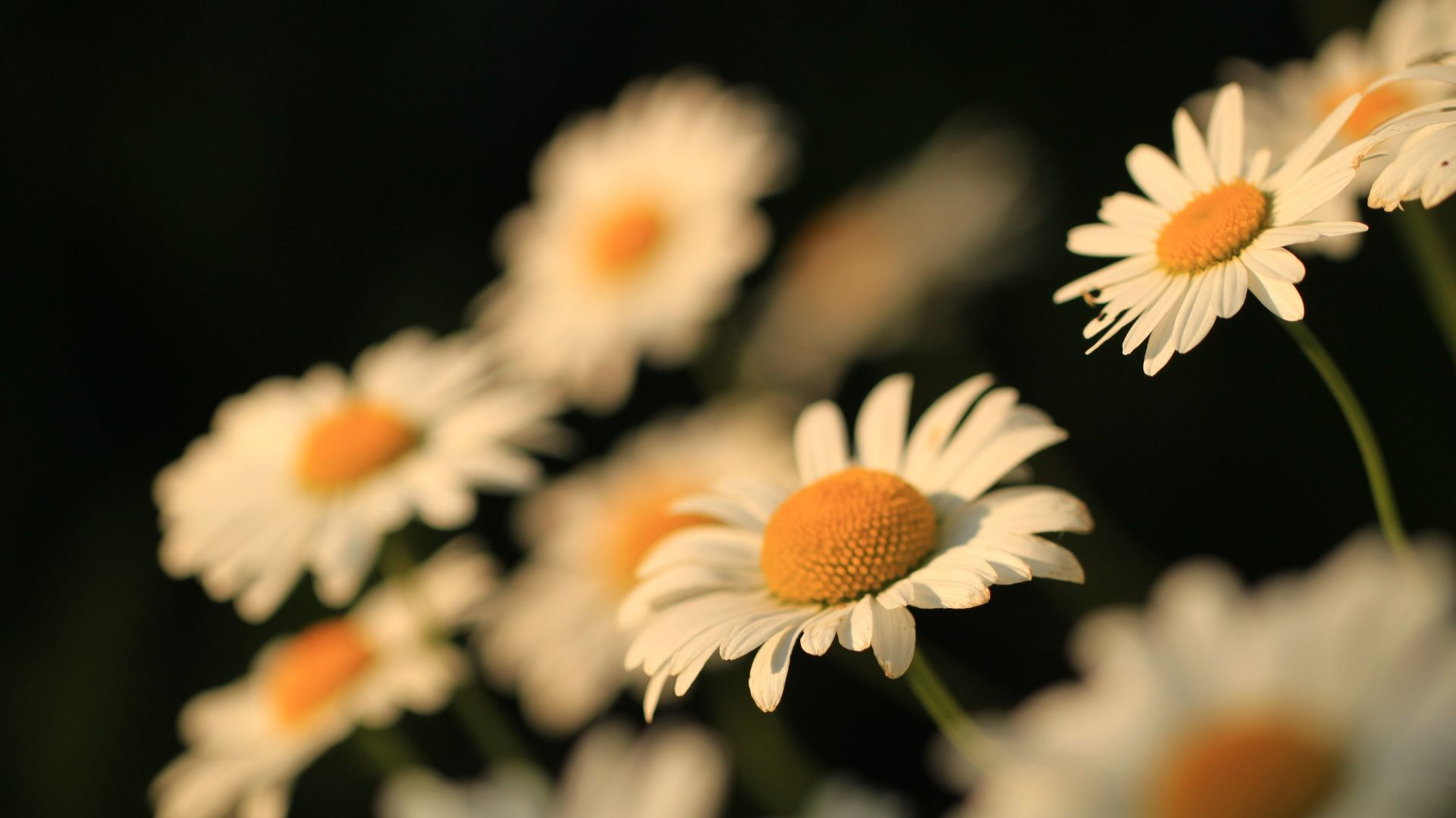 挿入画像 ④ (2).jpg