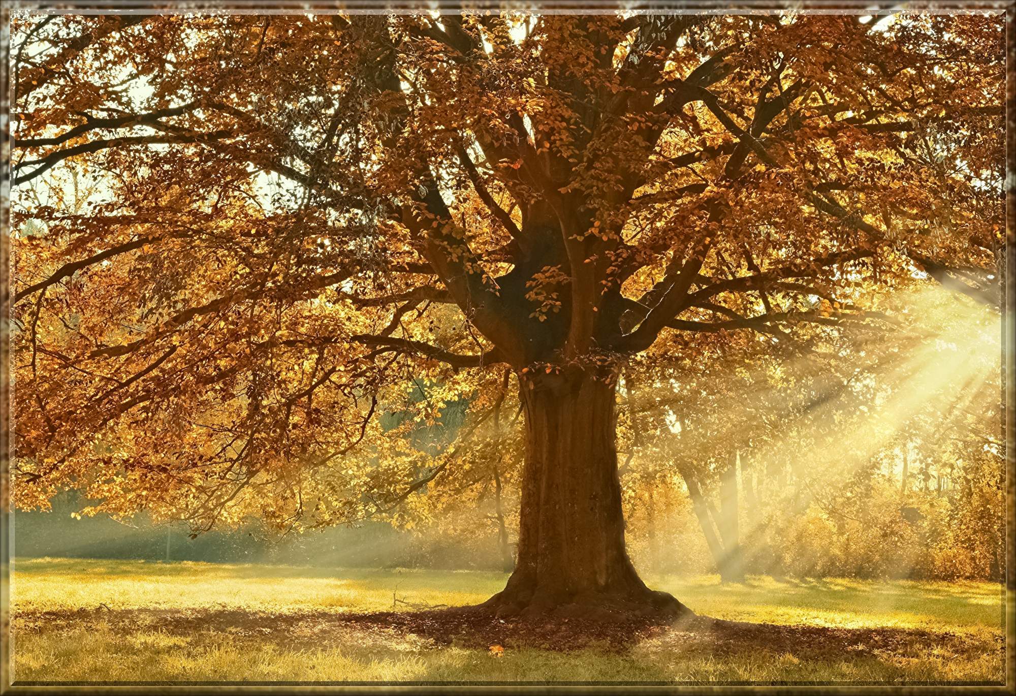 tree-4637270.jpg