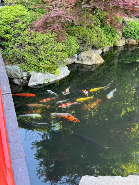 錦鯉.jpg
