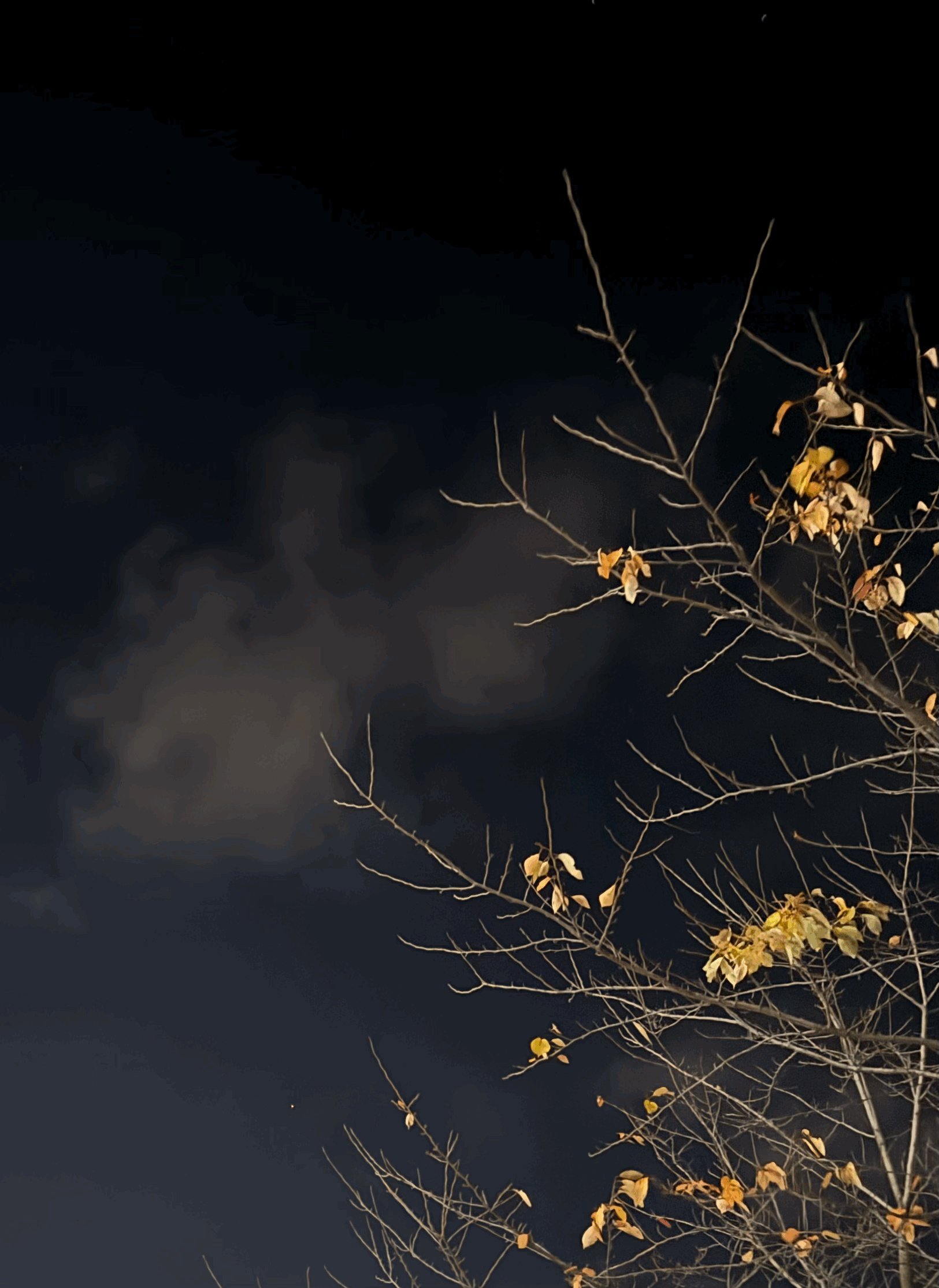tempImagenSBbeN.gif