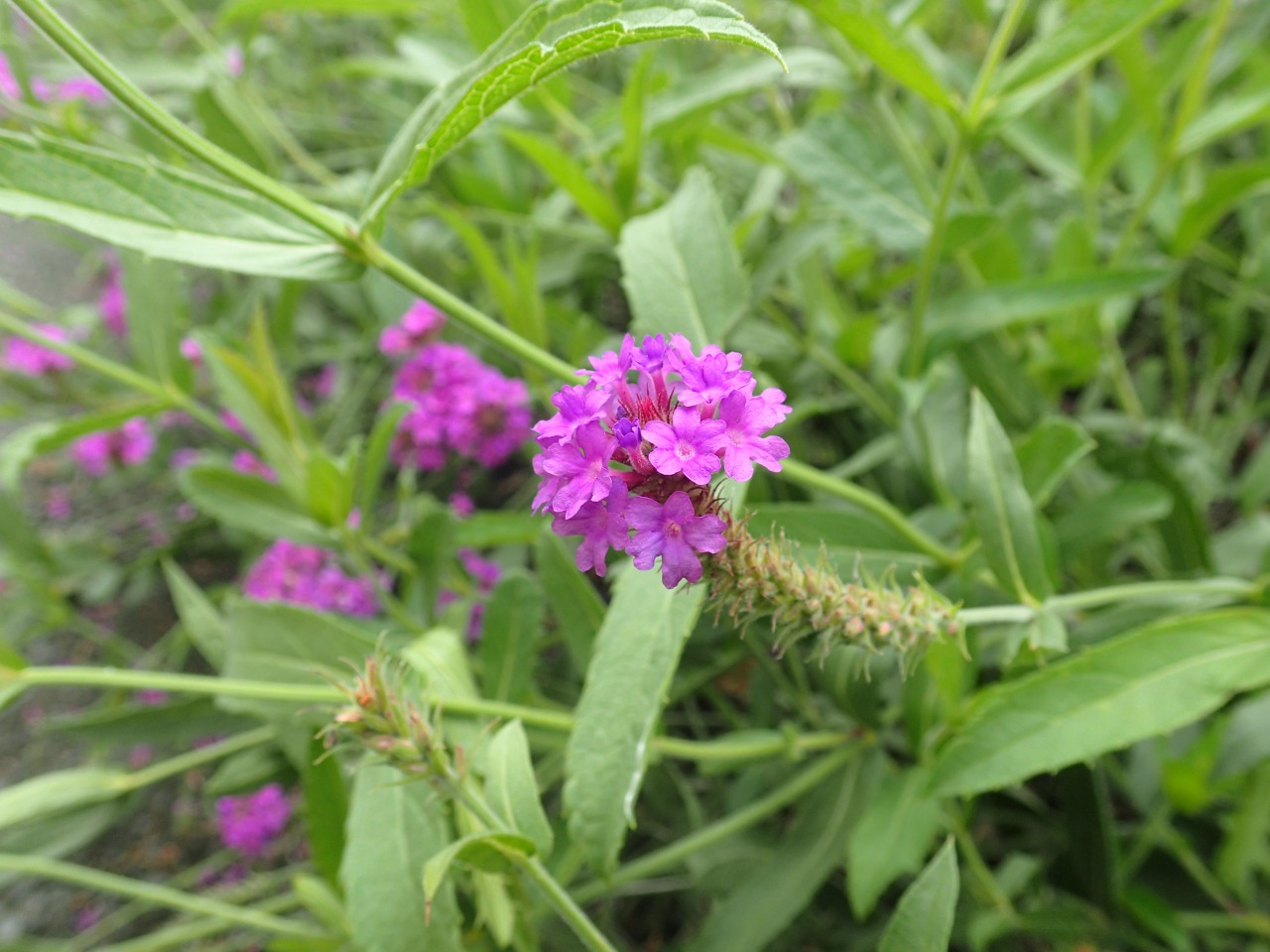 PA050328.JPG