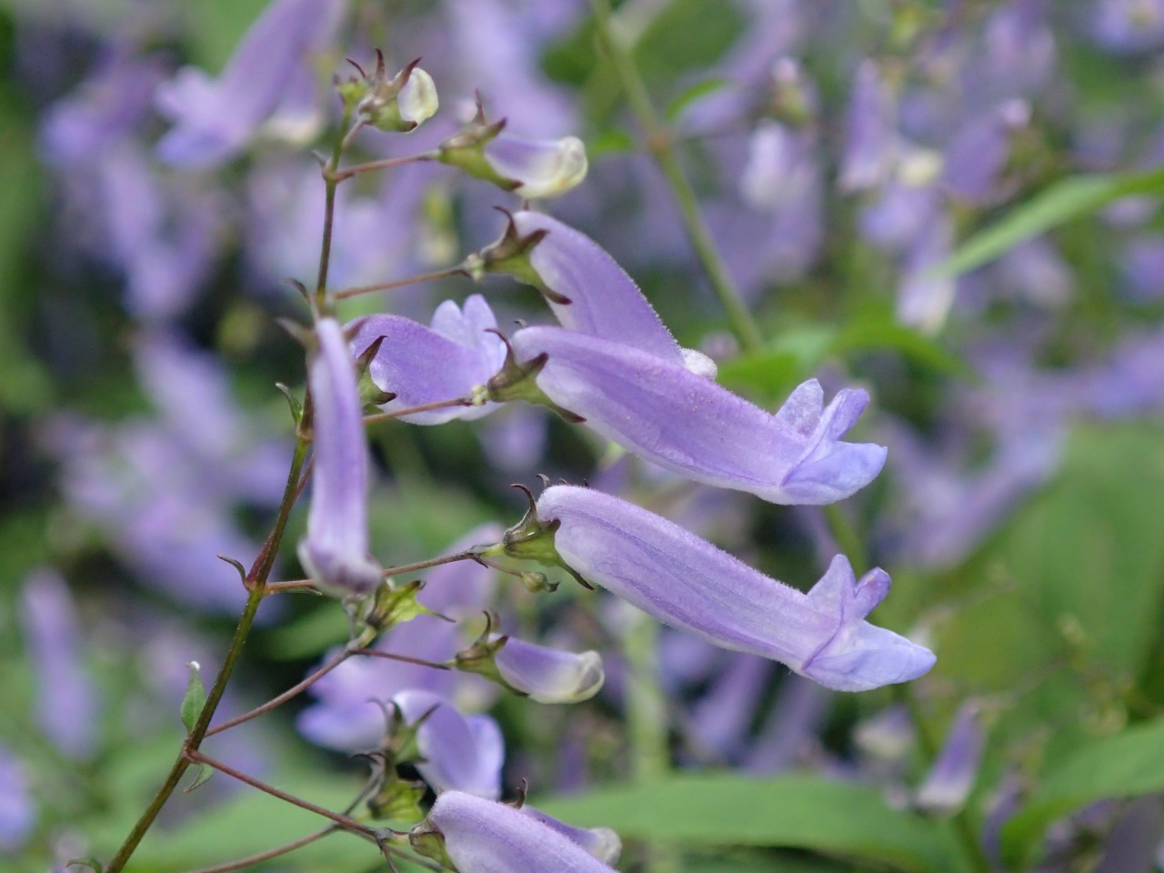 PA261160.JPG